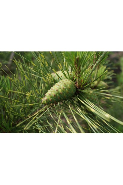 Сосна густоквіткова Окулус Драконіс шишки